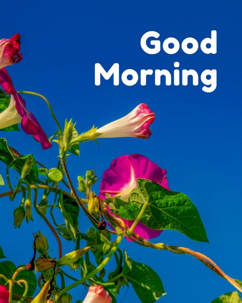 good morning images sky blue and flowers