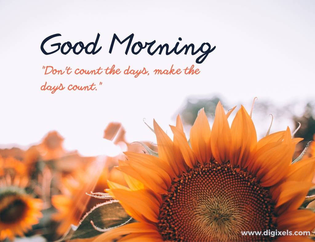 Good morning images with quotes, text, sun flower