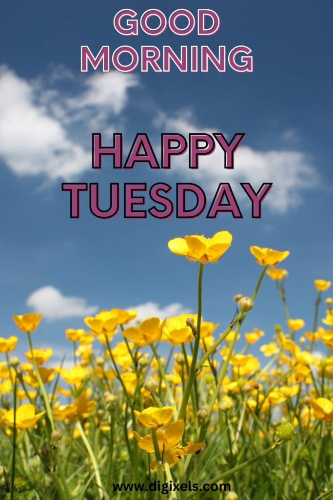 Happy Tuesday Images with text, quotes, flowers,