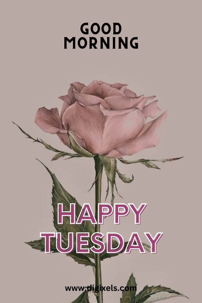 Happy Tuesday Images with text, quotes, flowers