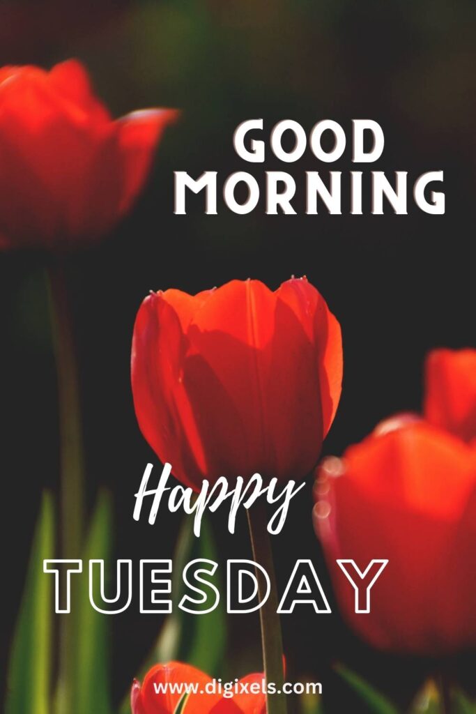 Happy Tuesday Images with flower, text