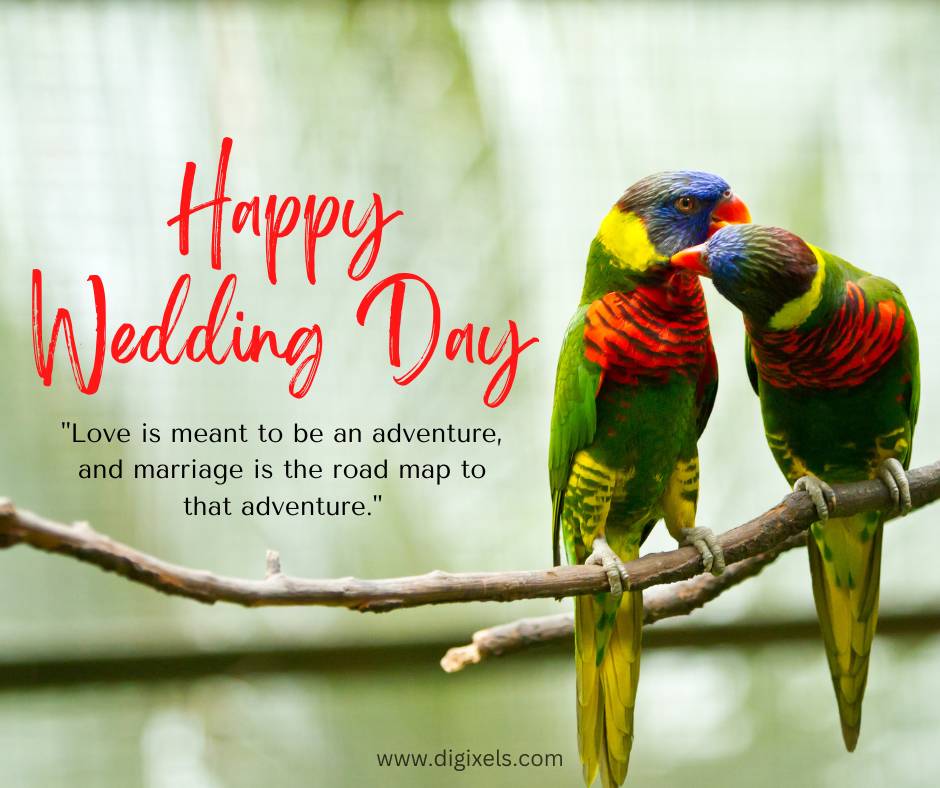 Happy anniversary images with two parrot birds sitting together on branch, text, quotes, free download.