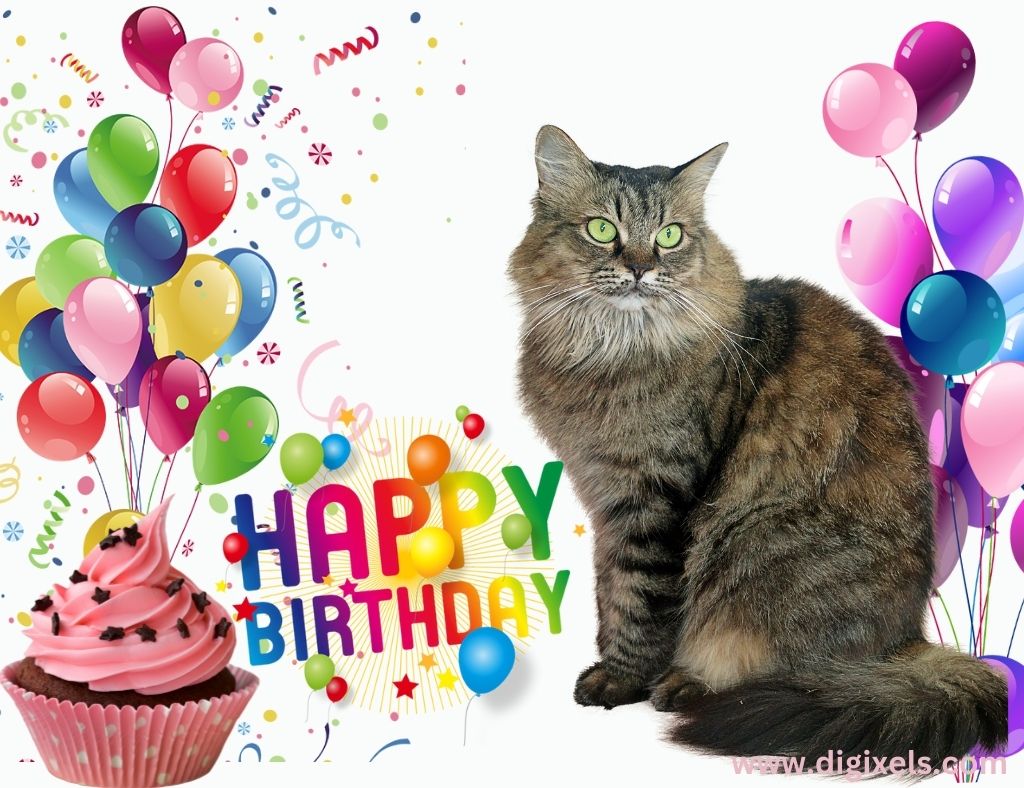 happy birthday cat images with text, balloons, cake, cat