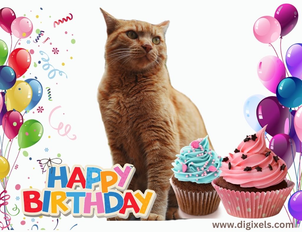 Happy birthday cat images