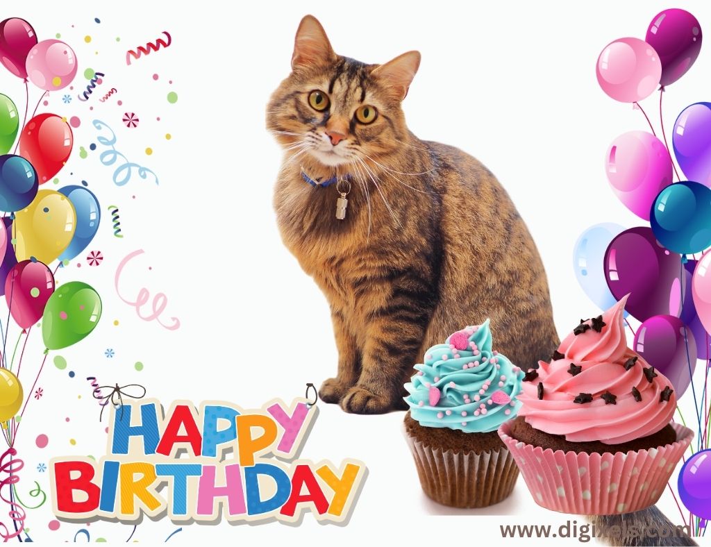 Happy birthday cat images