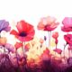 Creative Art Poppy Flower Background