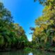 Mangroves Forest of Antonio, Costa Rica