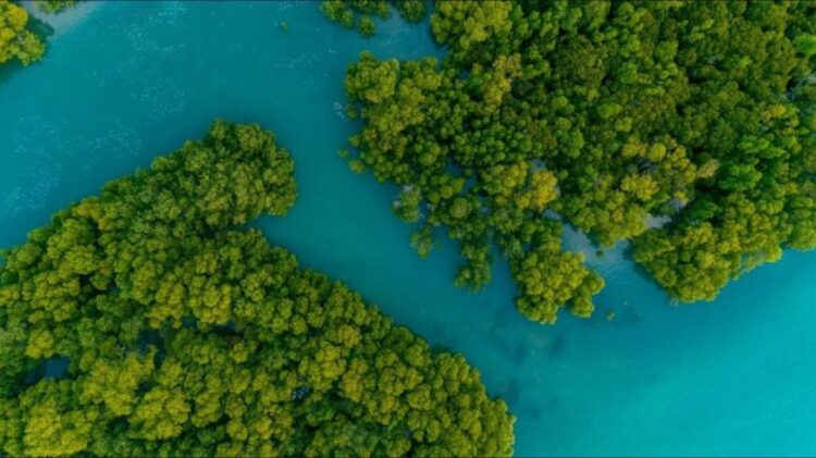 Mangrove Forest Island Image