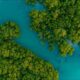 Green Mangrove Forest Island Image