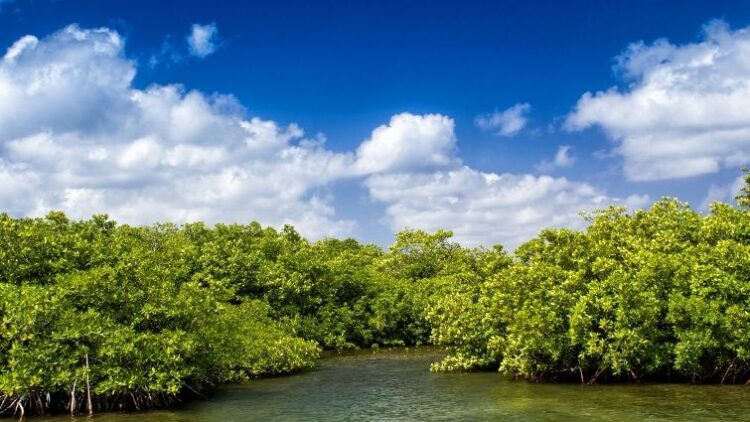 Mangroves Growing Forest in Cayman