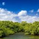 Mangroves Growing Forest in Cayman Thailand