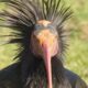 Bald Ibis Bird Extinct is Back After 300 Years