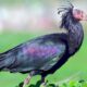 Awesome Northern Bald Ibis Bird Picture