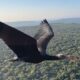 Bald IBIS Bird | Went Extinct 300 Yrs Ago is Back