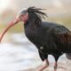 Beautiful Bald IBIS Bird Picture Photography