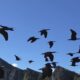 Beautiful Ibis Bird Flying Image